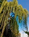 Bottom view of the willow crown against the sky Royalty Free Stock Photo