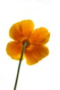 Bottom view of a yellow california poppy