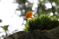 Bottom view of a yellow fungus in nature Royalty Free Stock Photo