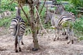 The bottom of zebra in the nature Royalty Free Stock Photo