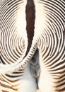 Bottom of zebra Royalty Free Stock Photo