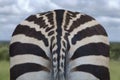 Bottom of a zebra Royalty Free Stock Photo