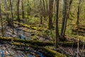 Bottomland Hardwood Forest Royalty Free Stock Photo