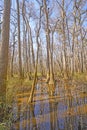 Bottomland, Hardwood Forest, Wetland in the Sun Royalty Free Stock Photo