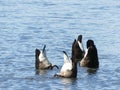 Bottoms up! Four Canada Geese all dunking for food at the same time makes a comical sight Royalty Free Stock Photo