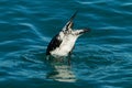 Bottoms Up, a petrel is duck diving in the ocean