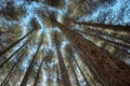 Botton View Pines Trees