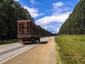 Truck loaded with wooden logs travels along a road flanked by an eucalyptus Royalty Free Stock Photo