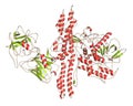 Botulinum toxin neurotoxic protein, 3D rendering. Produced by Clostridium botulinum. Cosmetically used to treat wrinkles. Cartoon