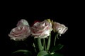 Bouchet pink flowers, black background. Royalty Free Stock Photo