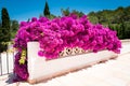 Bougainvilea