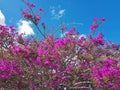 Bougainvilla against a blue sky in Portugal Royalty Free Stock Photo