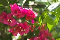 bougainvillea