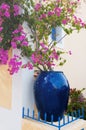 Bougainvillaea in Assos Royalty Free Stock Photo