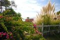 Bougainvillaea and reed on sky background. Landscape from Portugal Royalty Free Stock Photo