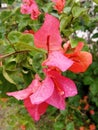 Bougainville flower after rain Royalty Free Stock Photo