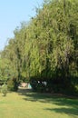 Bougainville trees Callistemon Myrtaceae in a formal garden.