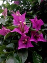 Bougainville violet and the green leaves background Royalty Free Stock Photo