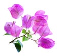 Bougainvillea Royalty Free Stock Photo