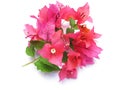 Bougainvillea Royalty Free Stock Photo