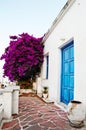 Bougainvillea