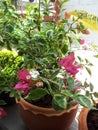 pink flowers, potted plants, sunlight, beautiful, wonderful, Bougainvillea Royalty Free Stock Photo
