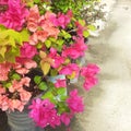 close up of pink flowers, Bougainvillea Royalty Free Stock Photo