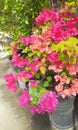 close up of pink flowers, Bougainvillea Royalty Free Stock Photo