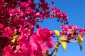 Bougainvillea