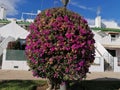 Bougainvillea, acidophilic plant in Spain