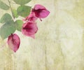 Bougainvillea artwork on cracked plaster Royalty Free Stock Photo