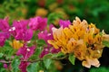 Bougainvillea as beautiful and colorful dazzled Royalty Free Stock Photo