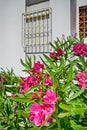 Bougainvillea As Standard Flowers Plant Against Resort House at Maspalomas At Gran canary Island Royalty Free Stock Photo