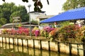 Bougainvillea B. spectabilis