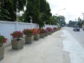 Bougainvillea (B. spectabilis)