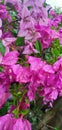 Bougainvillea Bambino Baby Allison's flowers are in full bloom. This beautiful soft pink flower.18/09/2021.