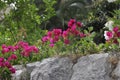 Bougainvillea beautiful flower in garden, stones Royalty Free Stock Photo