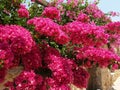 BOUGAINVILLEA Royalty Free Stock Photo