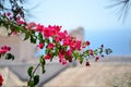 Bougainvillea Royalty Free Stock Photo