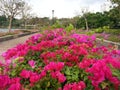 Bougainvillea at Benchakitti Park Bangkok Thailand