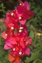 Bougainvillea Bliss Captivating Red Blossoms Royalty Free Stock Photo