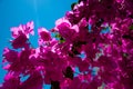 Bougainvillea in bloom Royalty Free Stock Photo