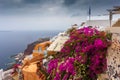 Bougainvillea in bloom over orange houses in the center of Oia Royalty Free Stock Photo