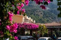 Bougainvillea blossom in the Oludeniz town Royalty Free Stock Photo