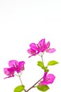 Bougainvillea blossome