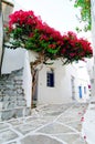 Bougainvillea blossoms