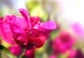 Bougainvillea blossoms