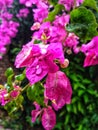 Focus on the purple bugenvil in the park on the blurs effects