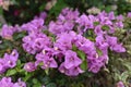 Bougainvillea blossoms