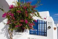 Bougainvillea and blue fence